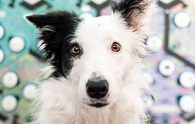 Black and white dog's face with soundboard buttons